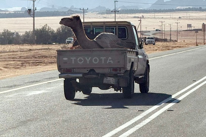 Wielbłąd przewożony pickupem to normalny widok w Arabii Saudyjskiej. /Sebastian Kościółek /INTERIA.PL