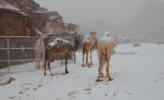 Wielbłądy na śniegu. Arabia Saudyjska pod pierzyną z białego puchu