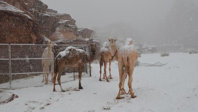 Wielbłądy na śniegu. Arabia Saudyjska pod pierzyną z białego puchu