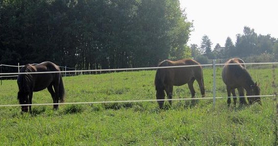 Wiele firm decyduje się na założenie hotelu w formie gospodarstwa agroturystycznego czy stadniny /INTERIA.PL