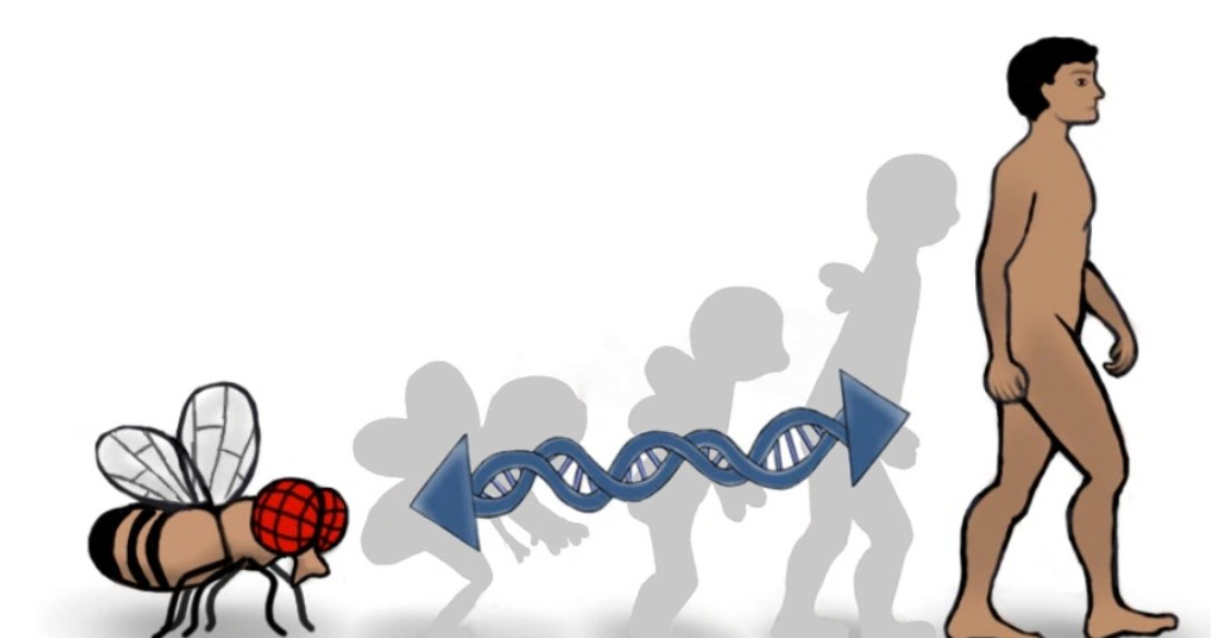 Wiele genów jest wspólnych dla pozornie zupełnie różnych gatunków. Dzięki tym podobieństwom badania na muszkach w dużym stopniu pozwoliły nam zrozumieć mechanizmy powstawania raka, epilepsji, czy choroby Alzheimera /droso4schools /materiał zewnętrzny