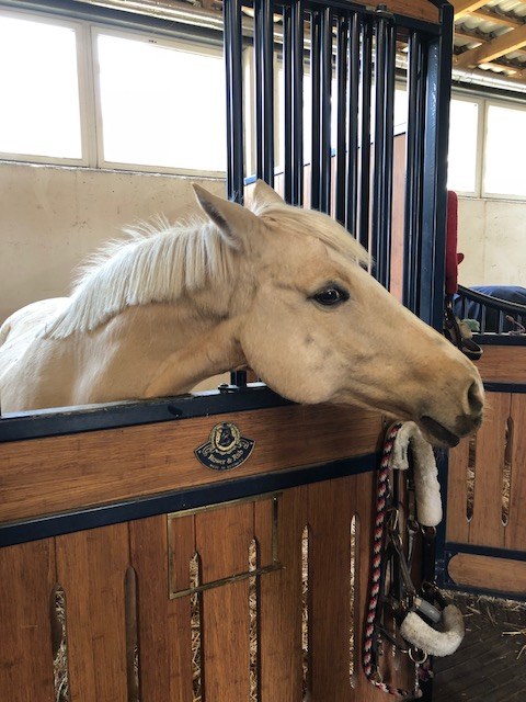 Wiele koni odniosło obrażenia /http://www.dressurstall-rothenberger.de/der-stand-der-dinge-am-morgen-danach/ /