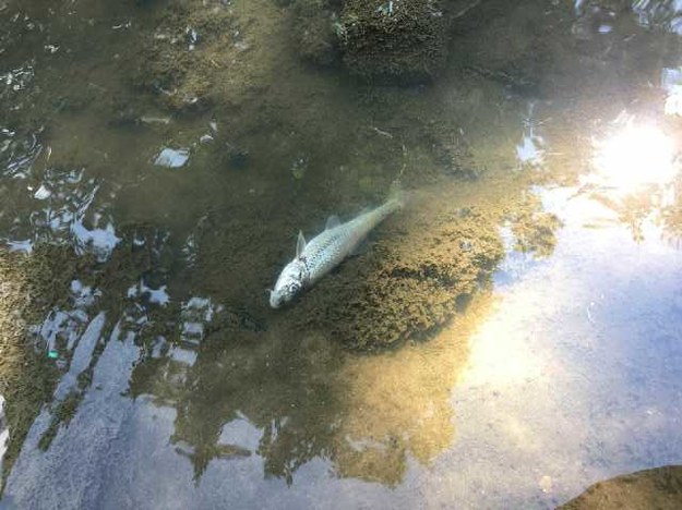 Wiele martwych ryb pojawiło się nad Wilgą /Gorąca Linia RMF FM /