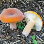 Wiele Polaków omija go w lesie. A to niesamowicie smaczny grzyb