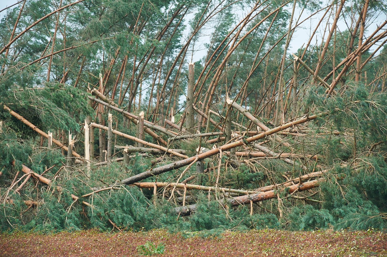 Wiele tysięcy hektarów powalanych drzew po nawałnicach. "Więcej niż cała Puszcza Kampinoska"