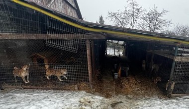 Wielka akcja pod Krakowem. Odebrano 150 psów. Jest zarzut