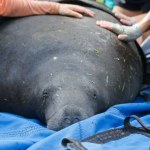 floryda Wielka akcja ratunkowa. Olbrzym utknął w kanale burzowym