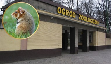 Wielka akcja ratunkowa. Wkracza polskie zoo: odłowiliśmy zdrowe osobniki