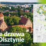 Wielka akcja sadzenia drzew. Olsztyn wzbogaci się o ponad 2,8 tys. roślin