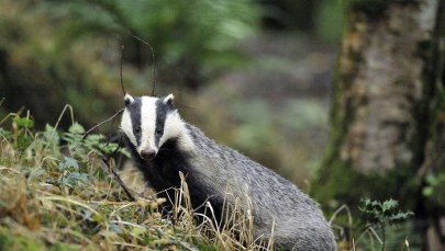 Wielka Brytania: Borsuk został archeologiem 