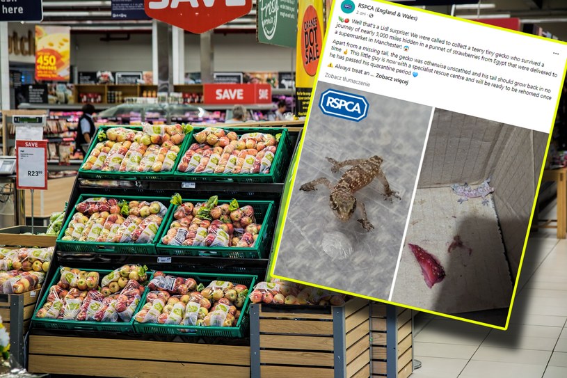 Wielka Brytania: Kupiła truskawki w Lidlu. Znalazła w nich gekona /stevepb, Facebook/RSPCA /pixabay.com
