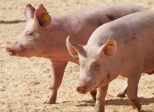 United Kingdom: Insufficient number of butchers.  6,000 were killed and thrown out.  pig