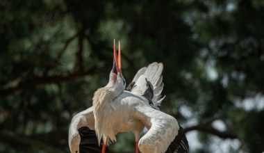 Wielka fala ptaków leci z Afryki. Niektóre z nich już dotarły do Polski