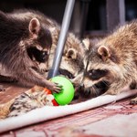 Wielka inwazja na Polskę, jej rozmiary porażają. Zniszczy nam przyrodę