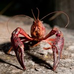 Wielka inwazja na Polskę. Zagrożenie bardzo dobrze się kamufluje