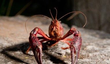 Wielka inwazja na Polskę. Zagrożenie bardzo dobrze się kamufluje