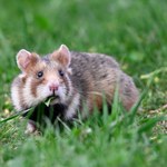 Wielka przeprowadzka chomików w Lublinie. Zagraża im deweloperka
