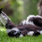 Wielka radość w polskim zoo. Urodziły się trzy krytycznie zagrożone unikaty