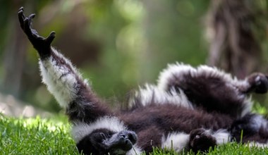 Wielka radość w polskim zoo. Urodziły się trzy krytycznie zagrożone unikaty