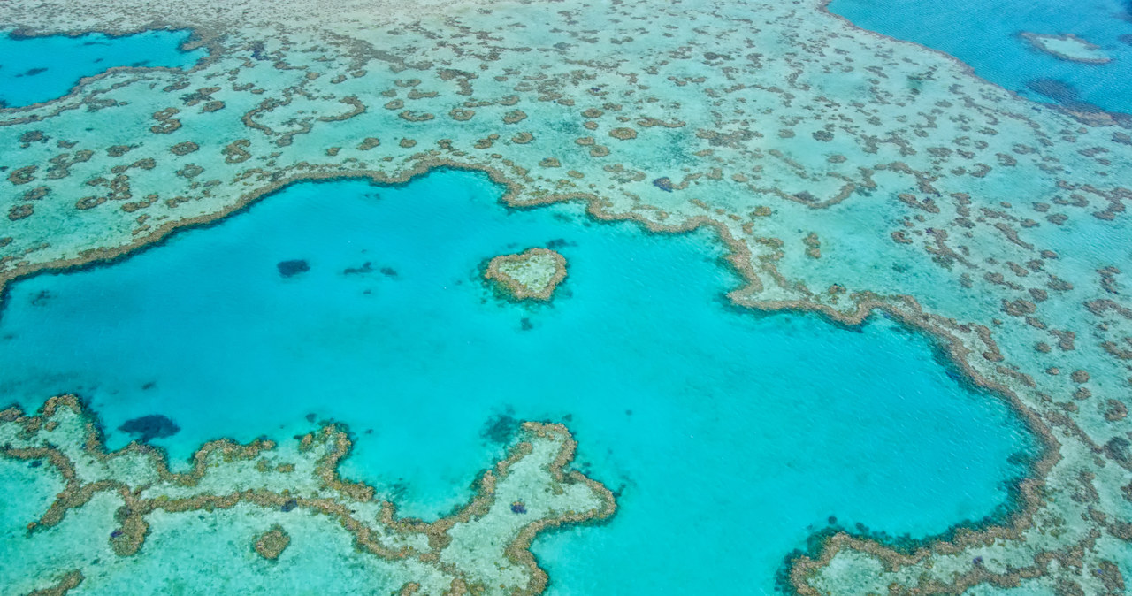 Wielka Rafa Koralowa jest zagrożona wyginięciem /123RF/PICSEL