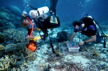 ​Wielka Rafa Koralowa może trafić na listę zagrożonego dziedzictwa UNESCO