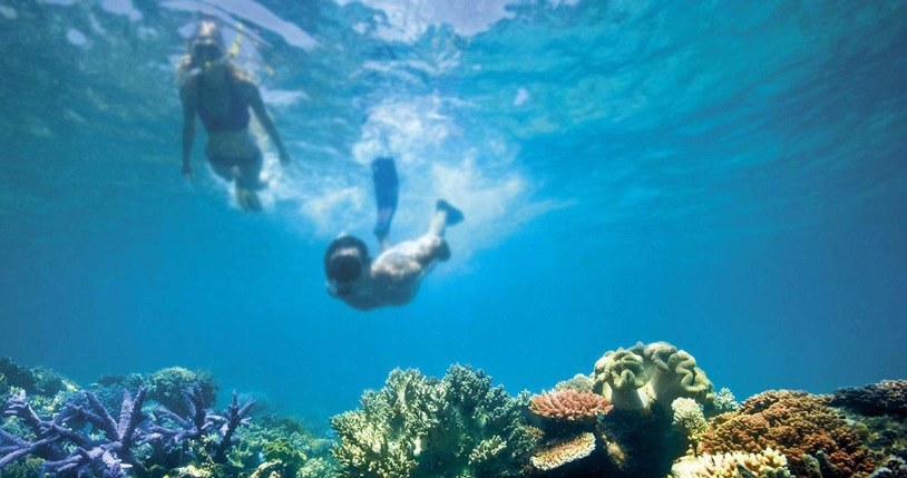 Wielka Rafa Koralowa umiera /AFP