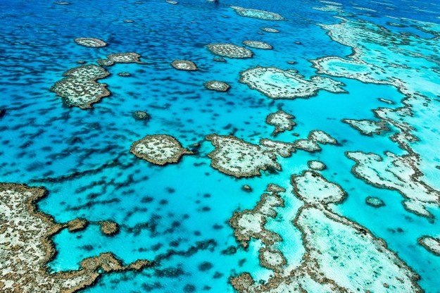 Wielka Rafa Koralowa w okolicach Queensland. /Shutterstock