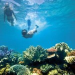 Wielka Rafa Koralowa wyceniona na 42,5 mld dolarów