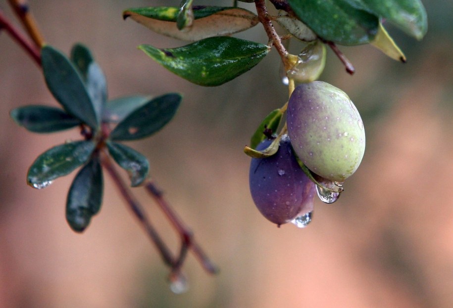 Wielka, włoska operacja ws. oliwek /JAMAL NASRALLAH /PAP/EPA