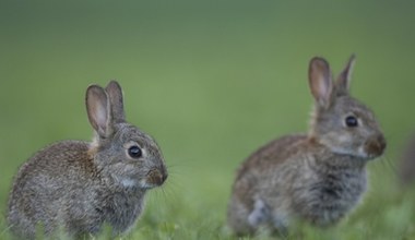 Wielka wojna z królikami. Trzeba było sięgnąć po broń biologiczną