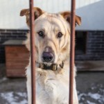 schronisko Wielka zmiana w polskich schroniskach. Psy mają szansę na więcej spacerów