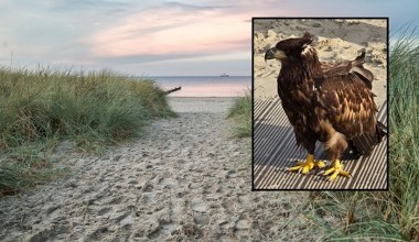 Wielki drapieżnik usiadł na plaży. Przeleciał nad głowami turystów
