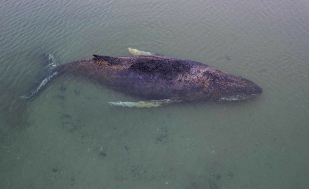 Wielki dzień humbaka Timmy'ego. To był dramatyczny miesiąc
