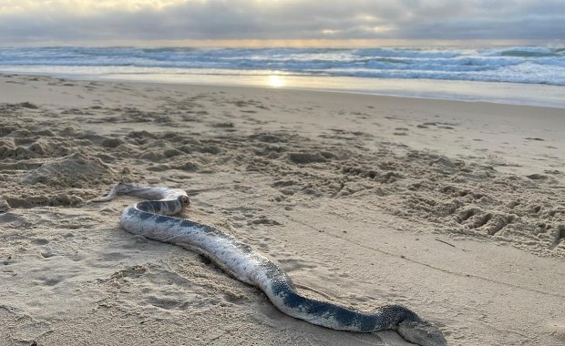 Wielki, jadowity wąż wyrzucony na brzeg. "Co za potwór"