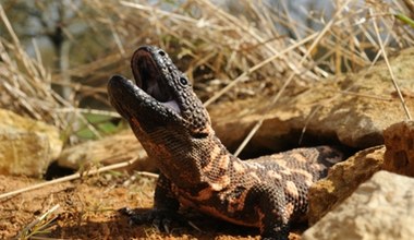 Wielki jaszczur tkwił w słoju od 20 lat. Nowy gatunek jak ork u Tolkiena