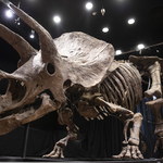 "Wielki John" sprzedany. To największy odkryty szkielet triceratopsa