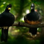 Wielki kurak wypuszczony do lasu po 40 latach. Wraca znad przepaści