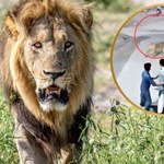 Wielki lew na ulicach drugiego co do wielkości miasta kraju. Są ranni