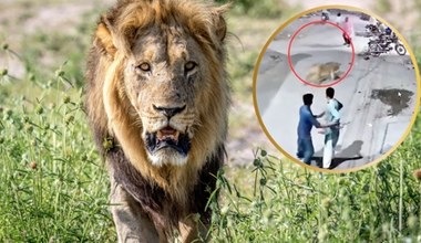 Wielki lew na ulicach drugiego co do wielkości miasta kraju. Są ranni