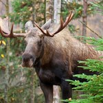 Wielki łoś od dwóch miesięcy nie ruszał się z miejsca. Zapadła decyzja