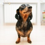 jamnik Wielki pies w małym ciele. Popularna w PRL-u rasa wraca dziś do łask