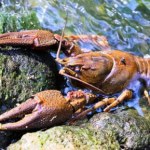 Wielki powrót do polskich rzek. Ten skorupiak prawie wyginął