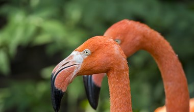 Wielki powrót flamingów na Galapagos. Przegoniła je inwazja szczurów