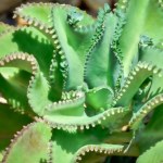 żyworódka właściwości Wielki powrót rośliny słynnej w PRL. Wtedy była dobra na wszystko