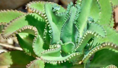 Wielki powrót rośliny słynnej w PRL. Wtedy była dobra na wszystko