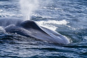 Wielki powrót wielorybów do Antarktyki. "Zadziwiająca liczba płetwali"