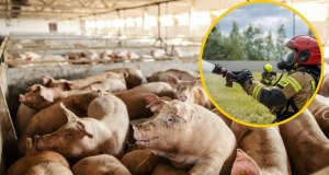 ​Wielki pożar chlewni. Wiele macior i prosiąt zginęło