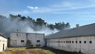 ​Wielki pożar chlewni. Wiele macior i prosiąt zginęło