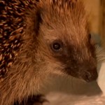 Wielki problem małych jeży. Zmiany klimatu robią im krzywdę