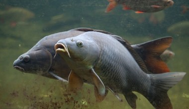 Wielki problem z karpiami, duże straty. Można je łapać gołymi rękami